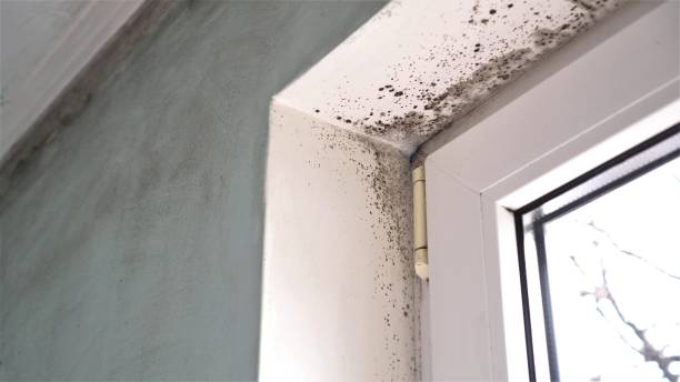 Professional Mold Remediation in Iola, WI