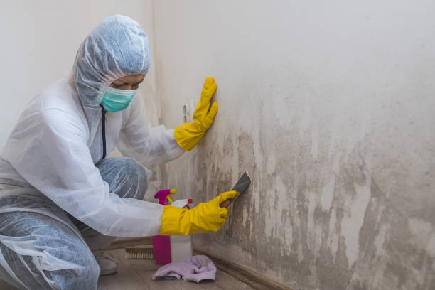 Professional Mold Remediation in Iola, WI
