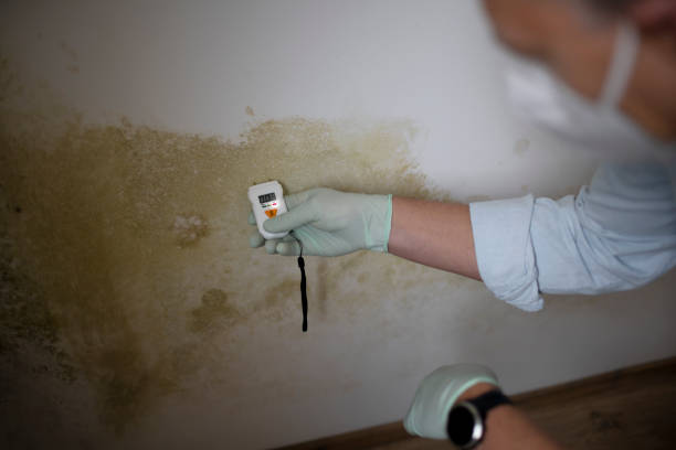 Best Black Mold Remediation in Iola, WI