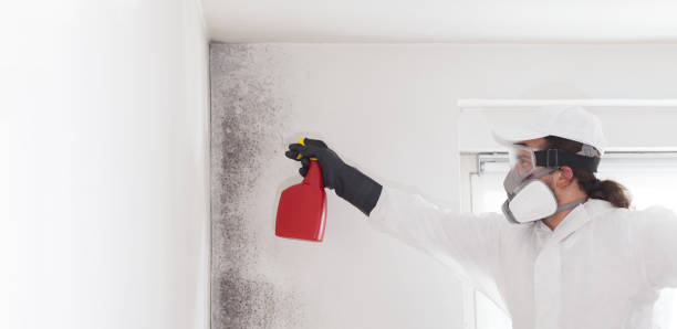 Best Kitchen Mold Remediation in Iola, WI