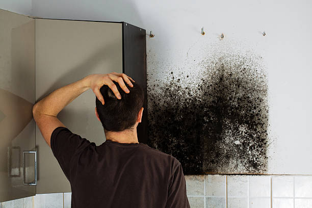 Best Basement Mold Remediation in Iola, WI